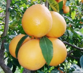 categoria arance